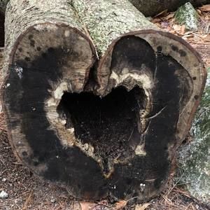 Meet your Posher, Carol